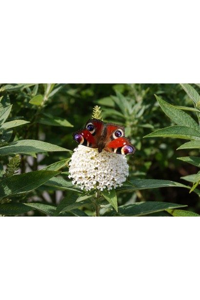 Буддлея Літл Вайт